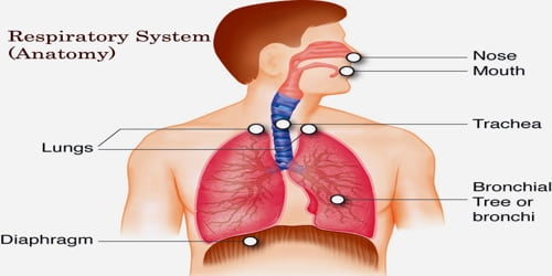 The role of hyperbaric oxygen in the treatment of intestinal obstruction