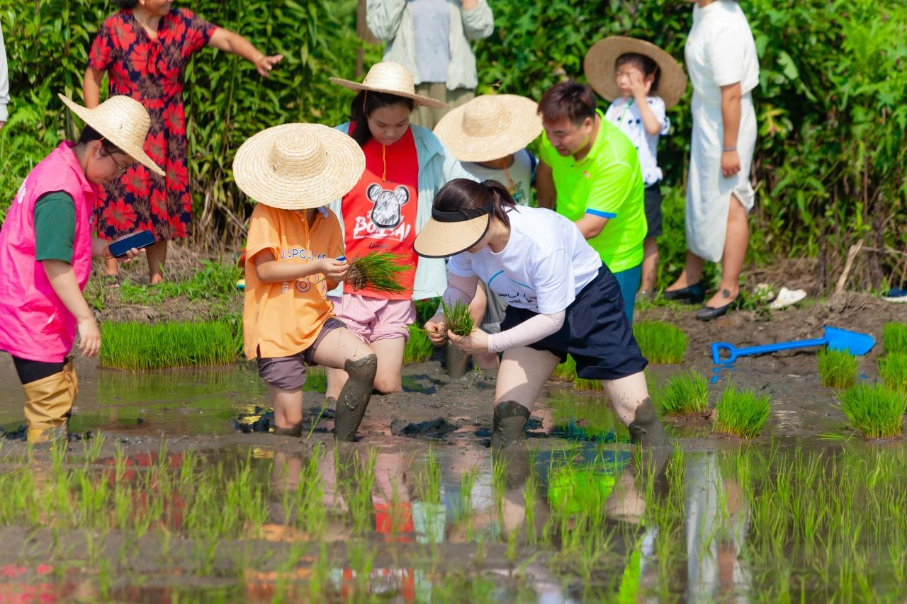 Happiness in “rice fields” – Xinyuan Village partners with Shanghai Baobang to carry out the “parent-child fun transplanting” farming experience activity